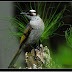 美麗一瞬間: 白頭翁(Chinese Bulbul)